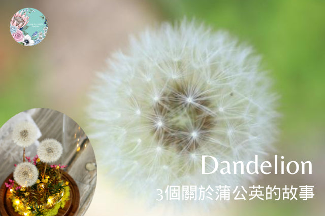 3 things you must know about Dandelion