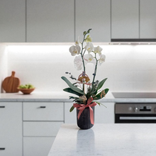 Load image into Gallery viewer, Feng Shui Fresh Orchid Flower - Miss World 2 Units