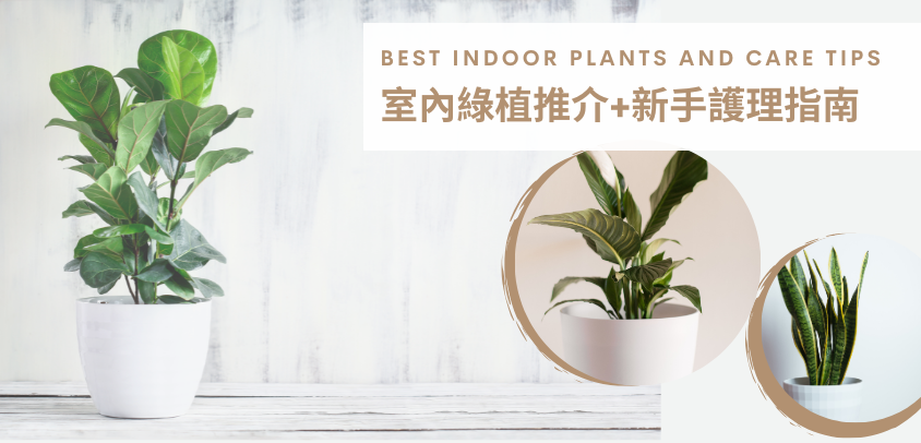 最齊全室內綠植推介以及基礎護理指南