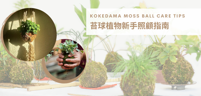 苔球植物新手照顧指南｜學習制作4個技巧