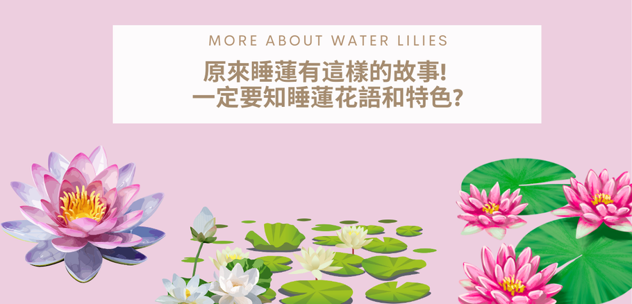 原來睡蓮有這樣的故事! 一定要知睡蓮花語和特色?