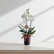 Load image into Gallery viewer, Feng Shui Fresh Orchid Flower - Miss World 2 Units
