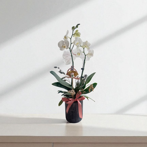 Feng Shui Fresh Orchid Flower - Miss World 2 Units